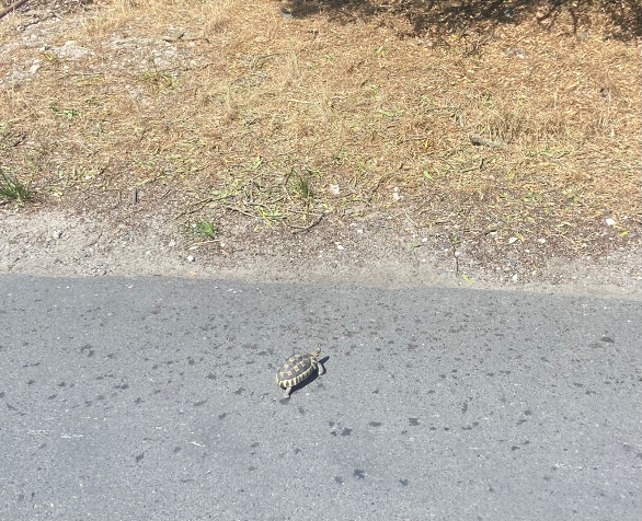 A small tortoise crosses a road.