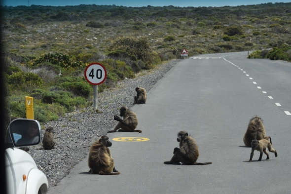 The baboon family sunbathing in the middle of the road.