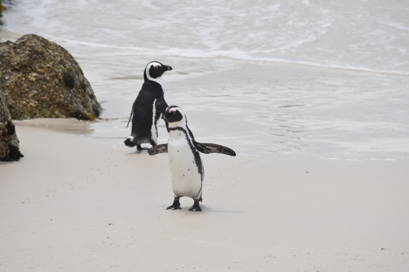 A penguin on the beach with outstretch flippers.