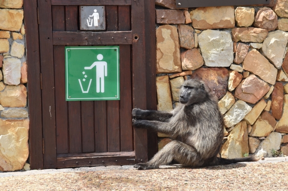 A baboon tries to get into an enclosed trash can.