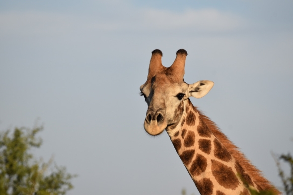 Close up of a giraffe