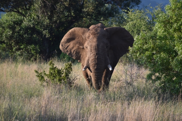 An elephant, headed towards a tree for a snack.
