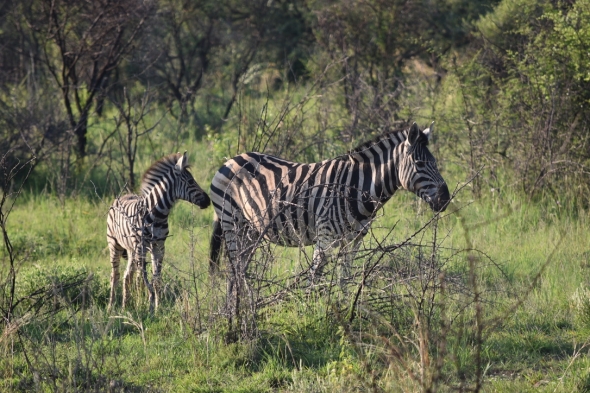 A zebra and its foal graze.