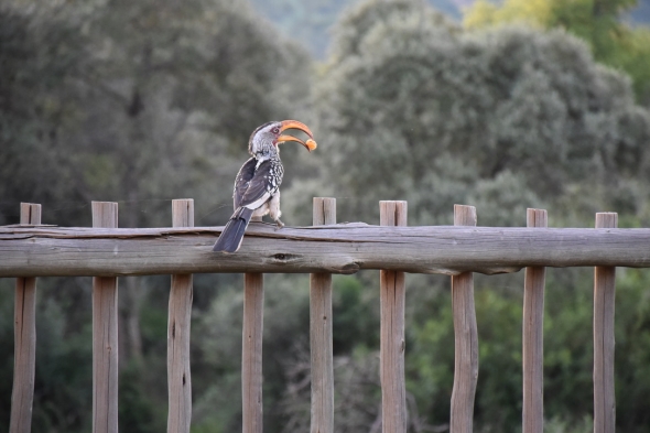 A yellow-billed hornbill with a snack in its mouth.
