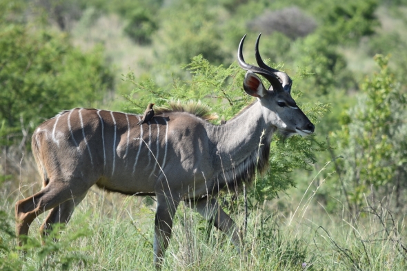 A Kudu with an oxpecker on its back.