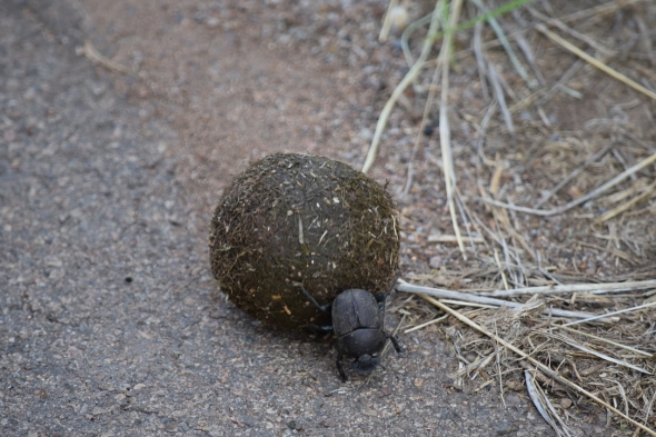 A dung beetle pushes dung along a road.