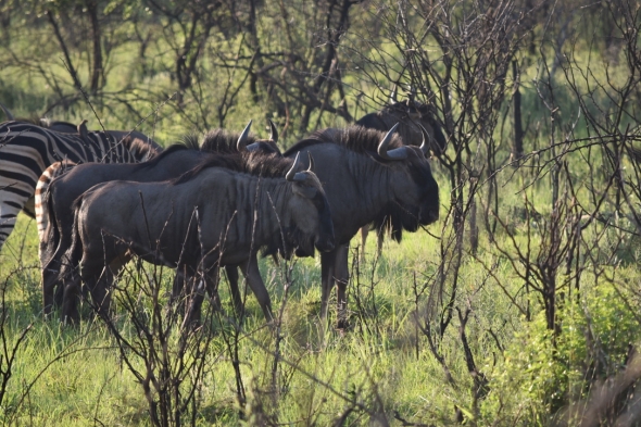 A herd of zebra and wildebeest