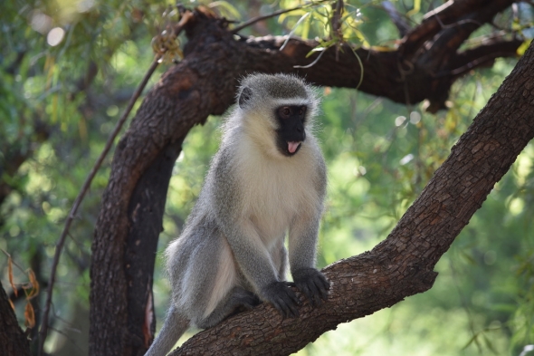 A monkey up in a tree