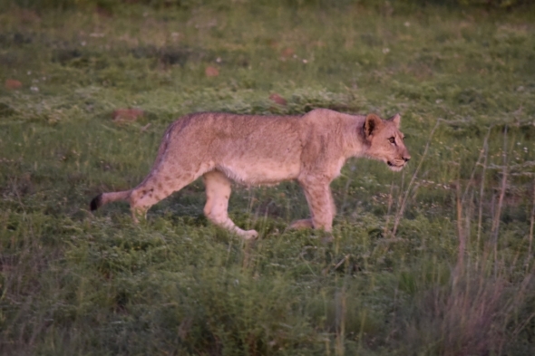 A younger lion cub prowls forward, curious about the cars and commotion.