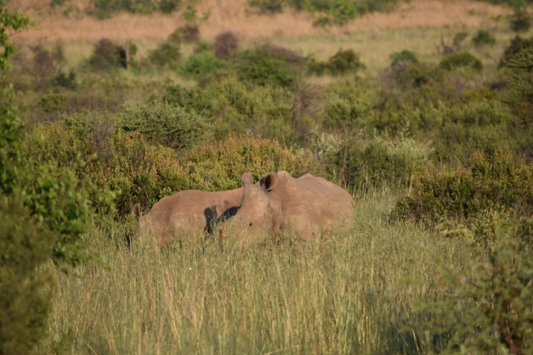 A pair of white rhinos grazing together.