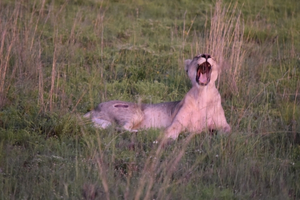 A lion yawning while laying in the grass